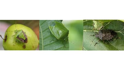 【注意報】果樹、果菜類に果樹カメムシ類　県内全域で多発のおそれ　兵庫県