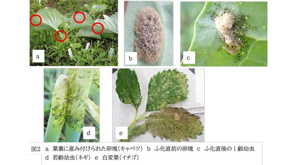 【注意報】野菜・花き類にハスモンヨトウ　県内全域で多発　三重県