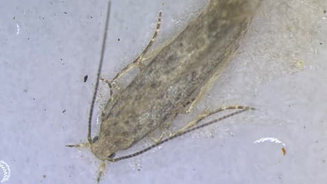 トマトキバガ　県内で初めて発生を確認