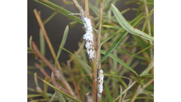 【特殊報】植木類にチュウゴクアミガサハゴロモ　府内で初めて確認　大阪府