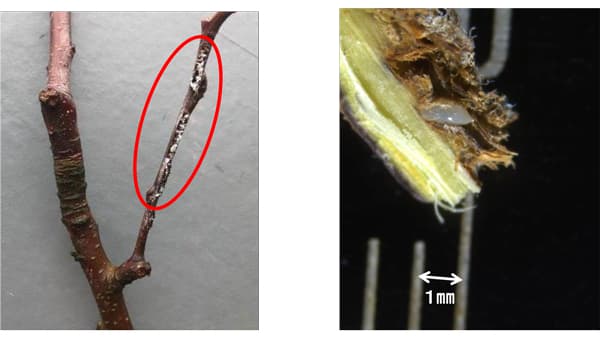 【特殊報】チュウゴクアミガサハゴロモ　果樹園地で初めて確認　富山県