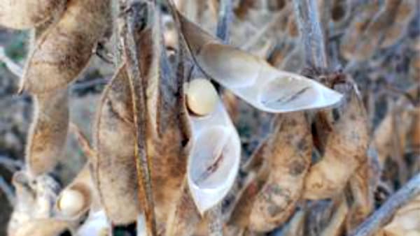 アズキの遺伝子の知見を利用　ダイズのさやの弾け難さを強化　農研機構