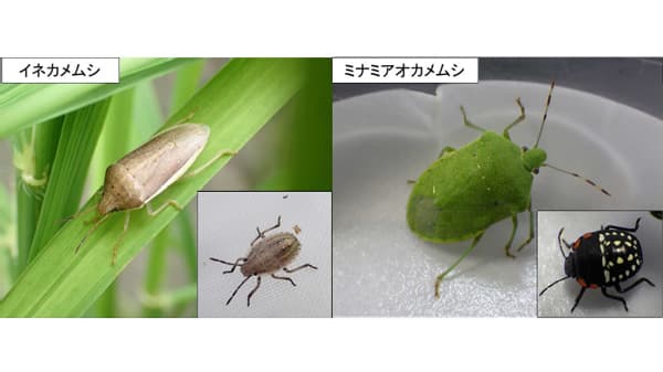 【注意報】水稲に斑点米カメムシ類　県内全域で多発のおそれ　兵庫県