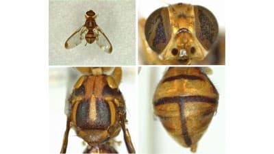 【特殊報】セグロウリミバエ　本島で初めて確認　沖縄県