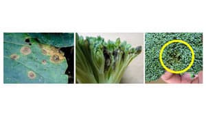 ブロッコリー黒すす病　県中～西部で多発のおそれ