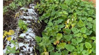 沖縄向けサツマイモ基腐病抵抗性新品種「ニライむらさき」開発　農研機構