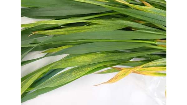 【特殊報】コムギ縞萎縮病　県内で数十年ぶりに確認　愛知県