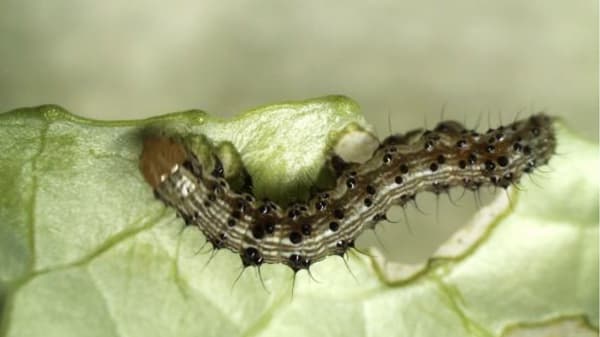 【注意報】ナス、トマトなどにオオタバコガ　県下全域で多発のおそれ　香川県