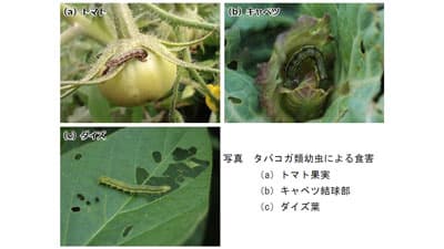 【注意報】野菜類、花き類、ダイズにタバコガ類　県内全域で多発のおそれ　滋賀県