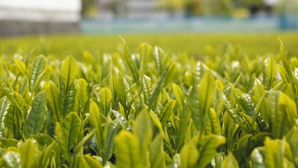 【注意報】茶にカンザワハダニ　県下全域で多発のおそれ　宮崎県