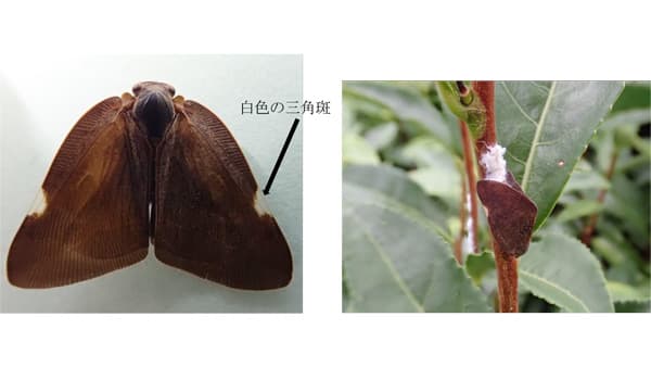 【特殊報】チュウゴクアミガサハゴロモ　県内で初めて確認　埼玉県