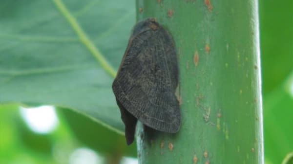 【特殊報】カキ等の果樹にチュウゴクアミガサハゴロモ　県内で初めて確認　岐阜県