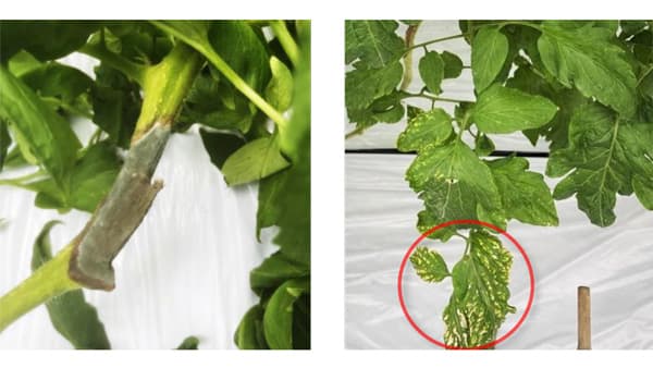 【特殊報】トマト青かび病　県内で初めて確認　栃木県