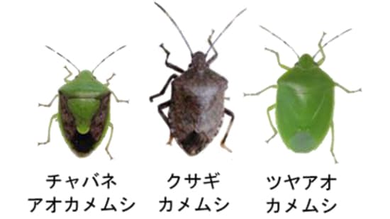 【注意報】果樹全般に果樹カメムシ類　府内全域で多発のおそれ　京都府
