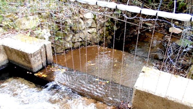 イノシシ成獣の侵入をすべてブロック　山口県が改良の暖簾式電気柵に効果