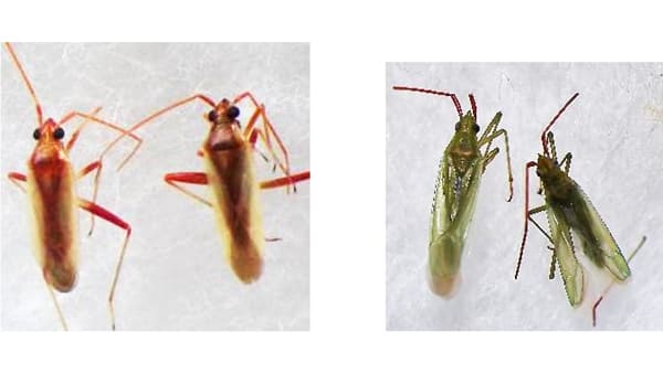 【注意報】斑点米カメムシ類　県内全域で多発のおそれ　岡山県