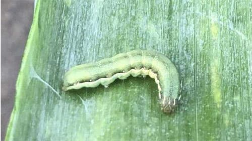 【注意報】ネギにシロイチモジヨトウ　県内全域で多発のおそれ　千葉県