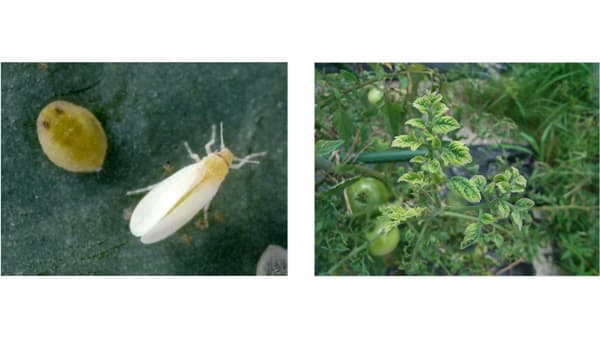 【注意報】トマトに「トマト黄化葉巻病」　県内全域で多発のおそれ　愛知県