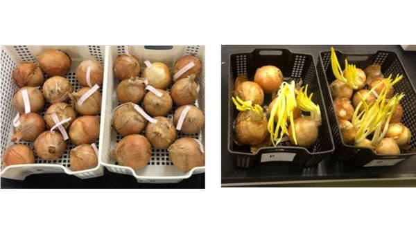 貯蔵性の異なるタマネギ　フルクタン代謝酵素活性の違いが明らかに