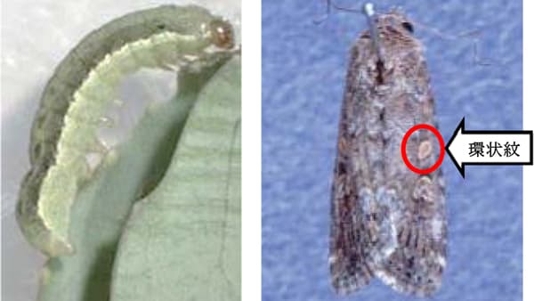 【注意報】ねぎ、キャベツなどにシロイチモジヨトウ　府内全域で多発のおそれ　大阪府