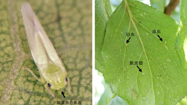 ウメ生産園地で"モモヒメヨコバイ"を確認