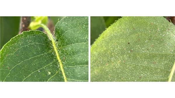 【注意報】ナシにハダニ類　県北東部で多発のおそれ　徳島県