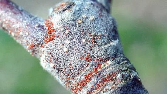 リンゴハダニ　県下全域で多発のおそれ