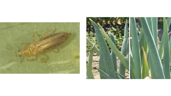 【注意報】ネギアザミウマ　県下全域で多発に注意　富山県