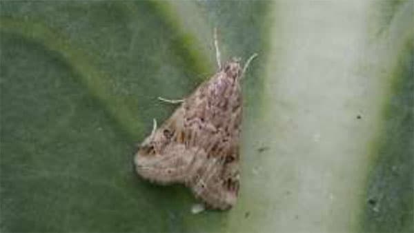 キャベツ、ハクサイなどアブラナ科野菜に「ハイマダラノメイガ」県内全域で多発のおそれ