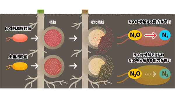 温室効果ガス削減効果を高めたダイズ・根粒菌共生系を開発　農研機構など研究グループ