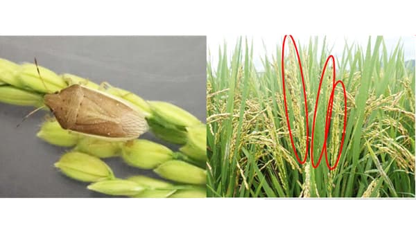 【注意報】イネカメムシ　県内全域で多発のおそれ　鳥取県