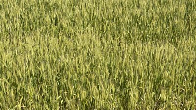ムギ類に赤かび病　県内全域でやや多発のおそれ