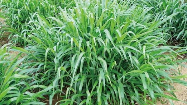 暖地型イネ科牧草「イサーン」タイで品種登録　初のアジア向けウロクロア属品種を育成