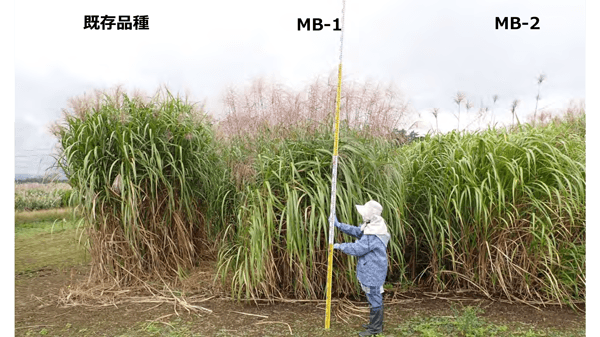 バイオマス植物として有用「オギススキ」の新品種を開発　農研機構
