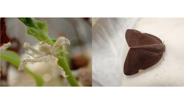 【特殊報】チュウゴクアミガサハゴロモ　県内で確認　千葉県