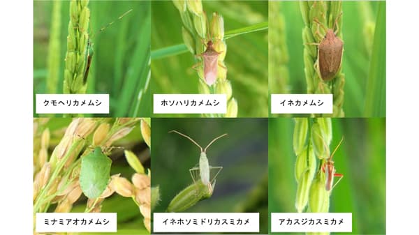 【注意報】水稲に斑点米カメムシ類　栃木県全域で多発のおそれ　栃木県