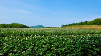 【注意報】ばれいしょに疫病が早発のおそれ　北海道