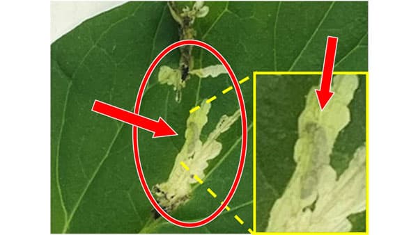 【特殊報】トマトキバガ　幼虫による被害を県内で初めて確認　群馬県