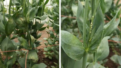 【注意報】トルコギキョウ白さび病　県内で初めて確認　和歌山県