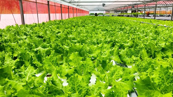 高知で「未来型農業」始動　水耕栽培野菜を販売開始　アドインテ