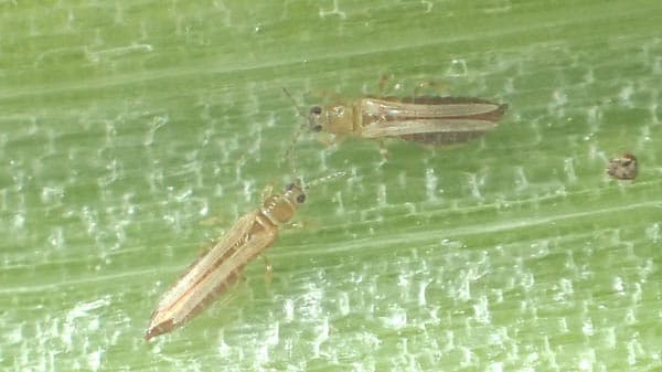 タマネギえそ条斑病が泉州地域で発生　大阪府で初めて確認