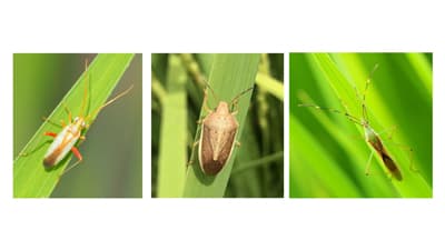 【注意報】水稲に斑点米カメムシ類　県内全域で多発のおそれ　広島県