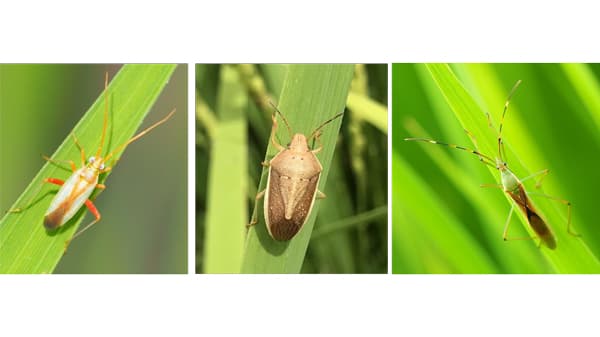 【注意報】水稲に斑点米カメムシ類　県内全域で多発のおそれ　広島県