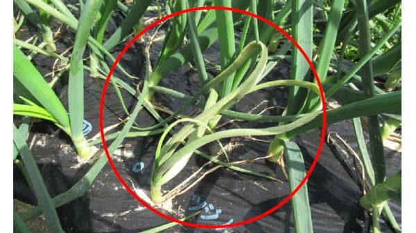 タマネギべと病　県北部でやや多発　今後多発の懸念