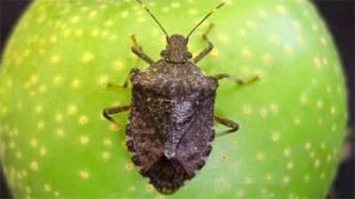 【注意報】果樹全般に果樹カメムシ類　県内全域で多発のおそれ　鳥取県