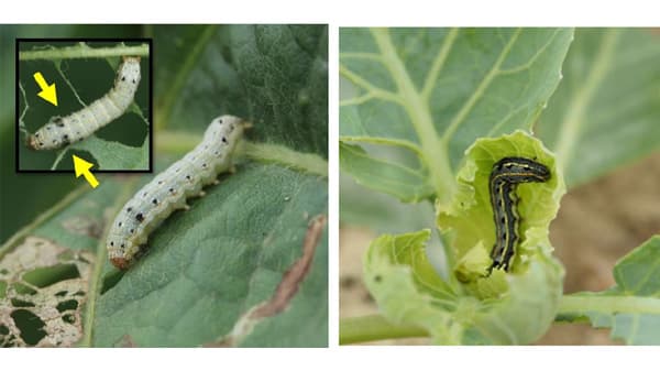 【注意報】野菜類、花き類、豆類にハスモンヨトウ　県内全域で多発のおそれ　兵庫県