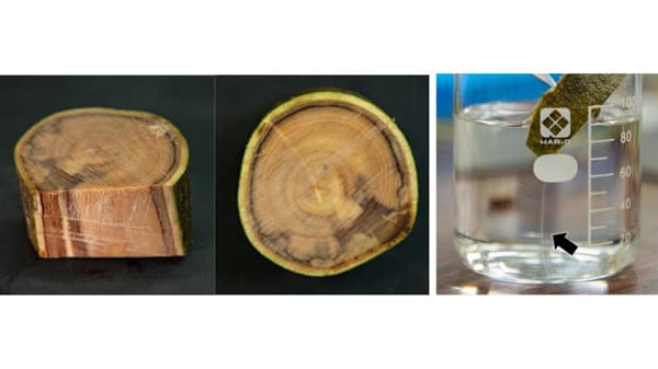 【特殊報】オリーブにオリーブ立枯病　県内で初めて確認　滋賀県