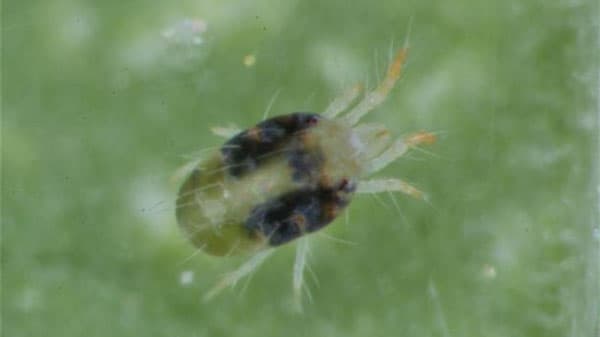 りんご、なし、ももでナミハダニ　発生急増で多発のおそれ