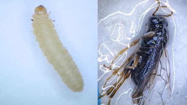 スモモにスモモミハバチ　県内で初めて確認