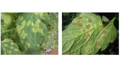 トマト葉かび病菌　レース4.9と2.4.9　県内で初めて確認